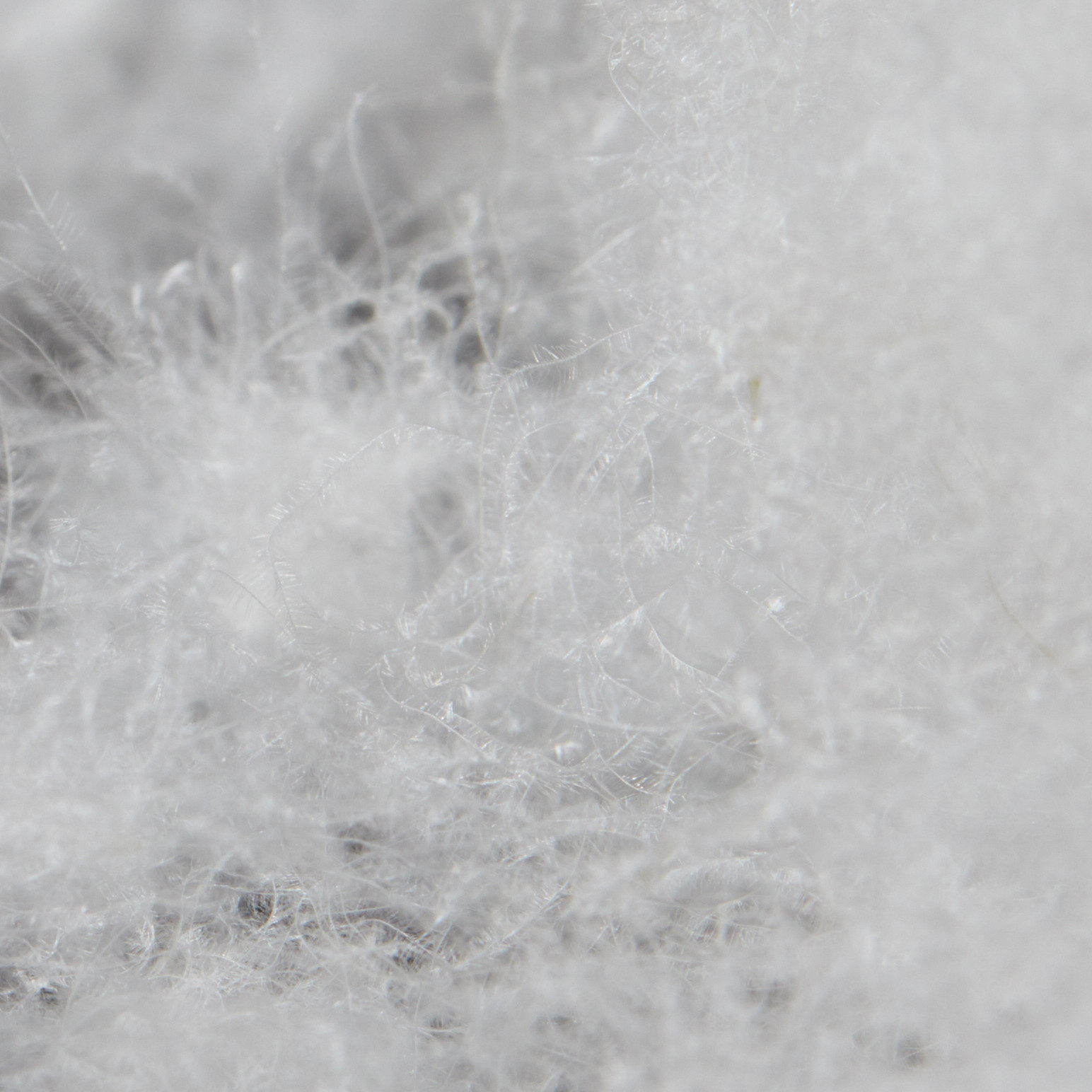 Icicle Women Iconic Down Coat 06